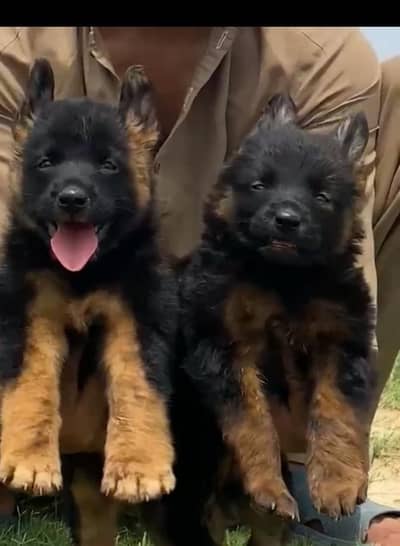 German Shepherd long coat piar for sale available