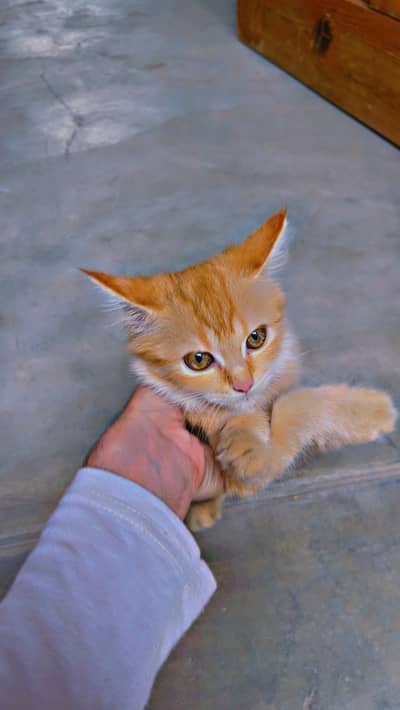 *Russian kitten /cute kitten -coat | persian cat*