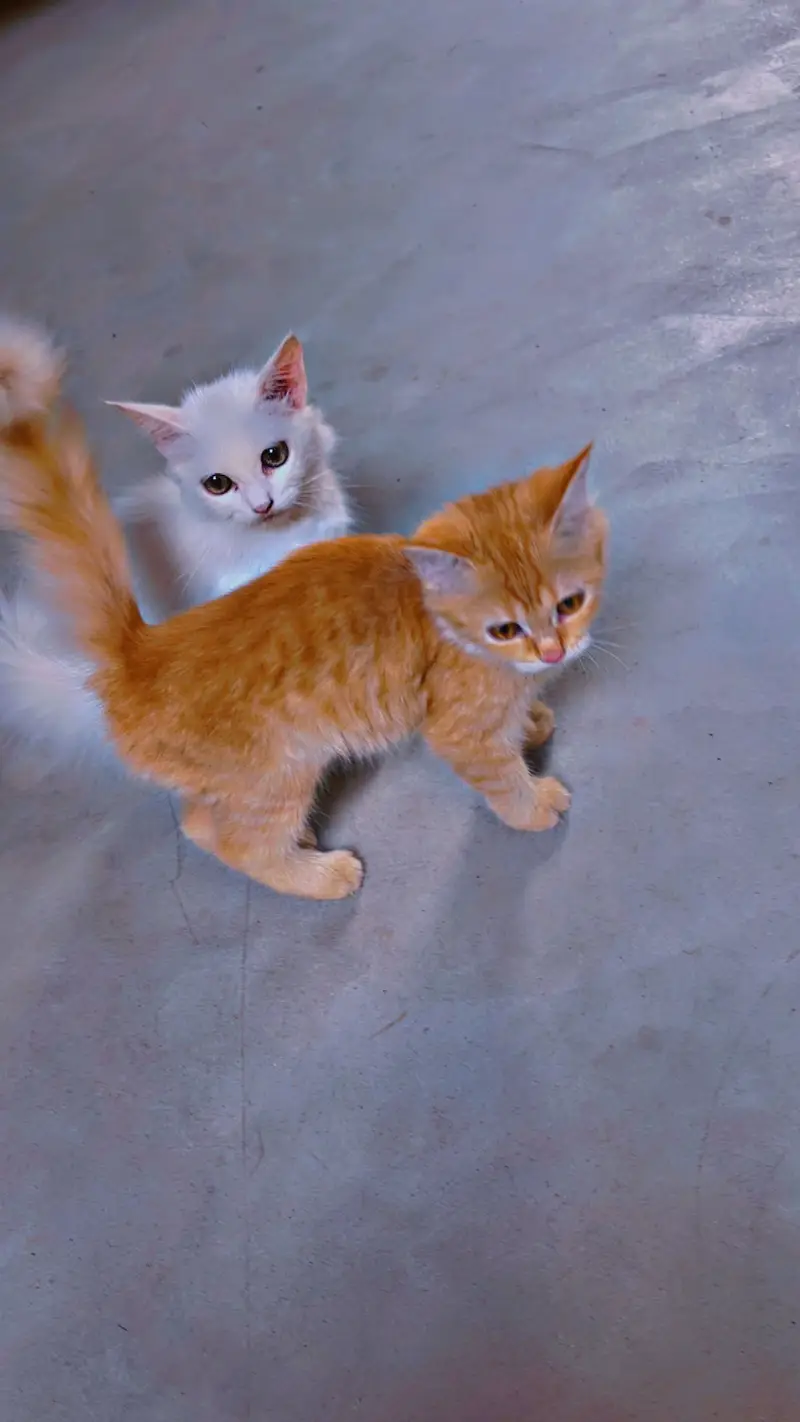 *Russian kitten /cute kitten -coat | persian cat* — photo 2