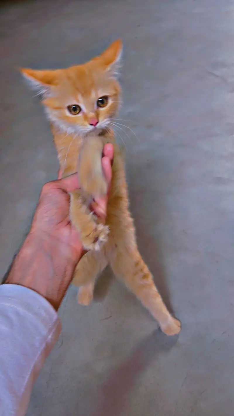 *Russian kitten /cute kitten -coat | persian cat* — photo 3