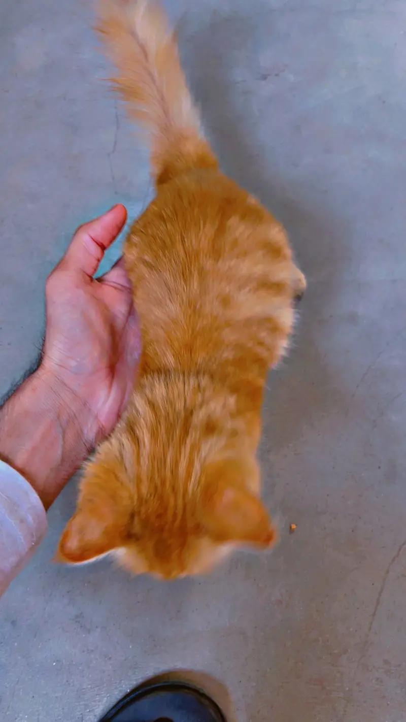 *Russian kitten /cute kitten -coat | persian cat* — photo 4
