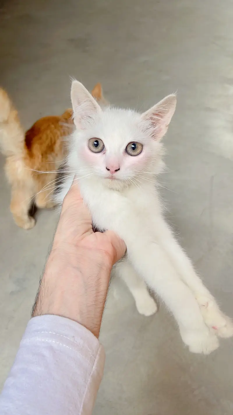 *Russian kitten /cute kitten -coat | persian cat* — photo 5