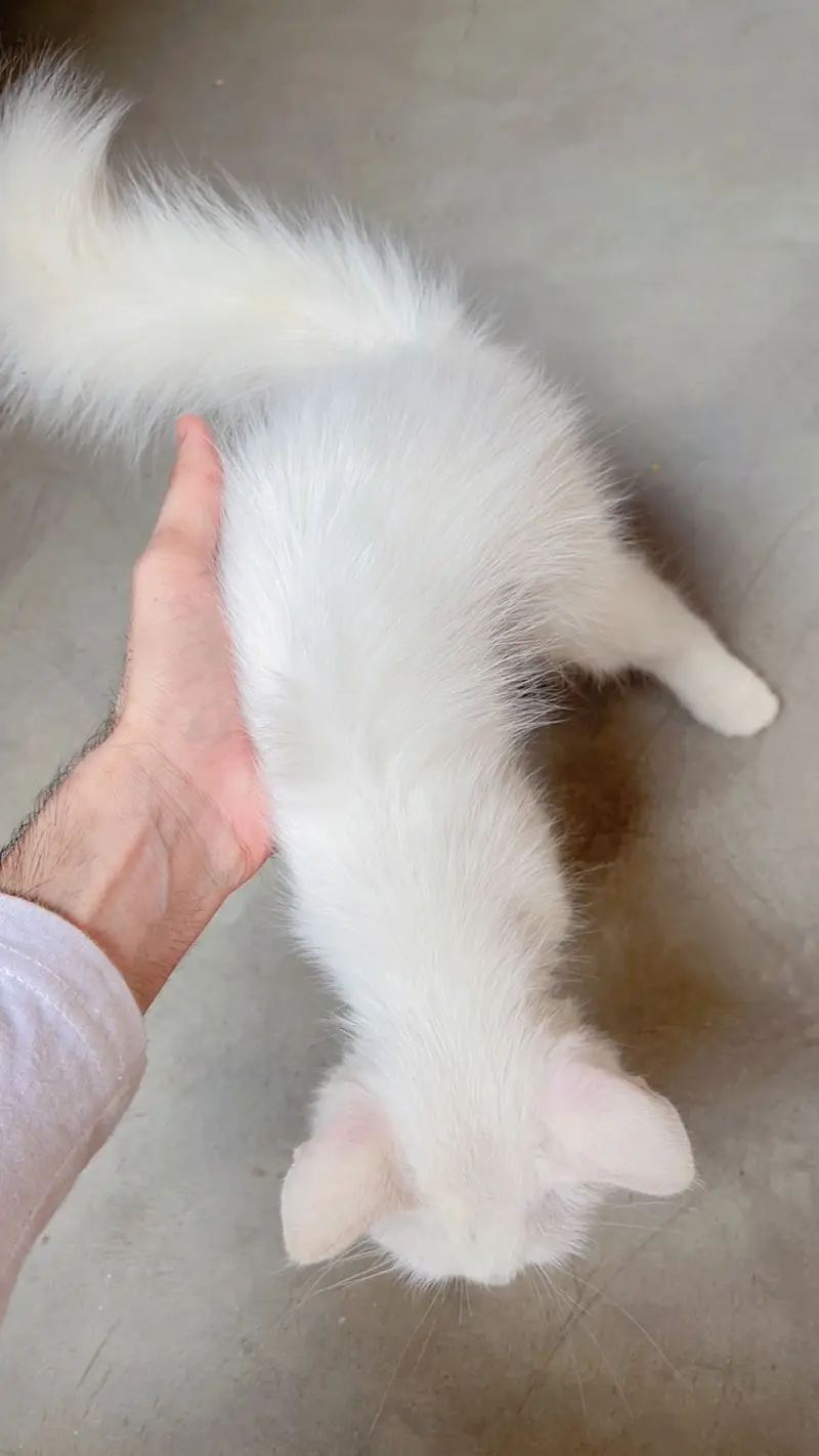 *Russian kitten /cute kitten -coat | persian cat* — photo 6