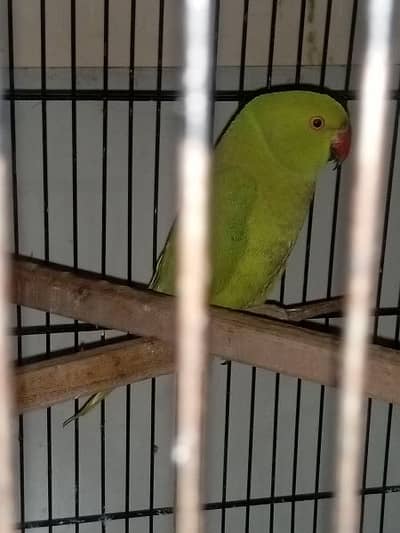 breeder female