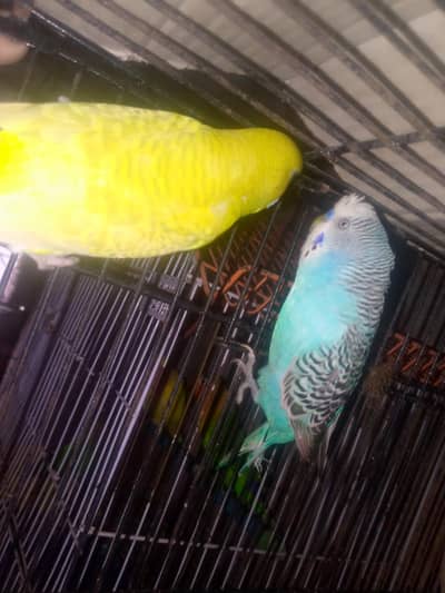 budgies