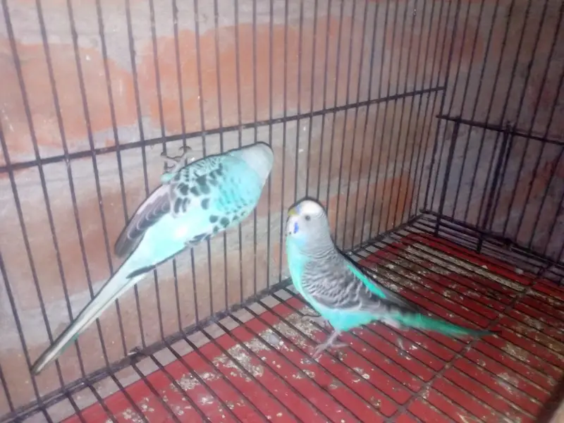 budgies — photo 2