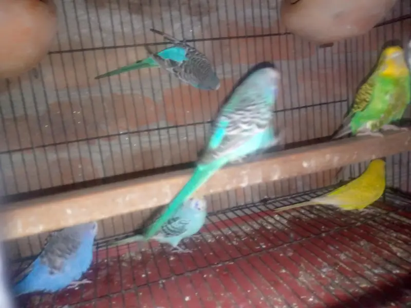 budgies — photo 3