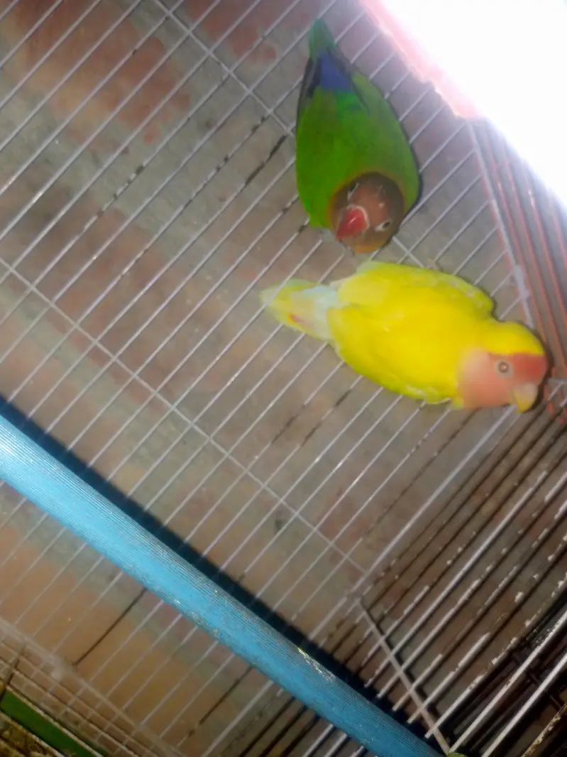 budgies — photo 4