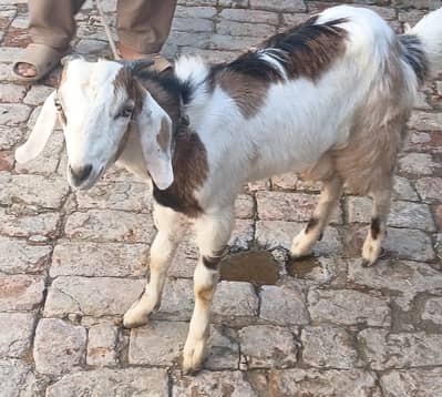 Bakra for sale
