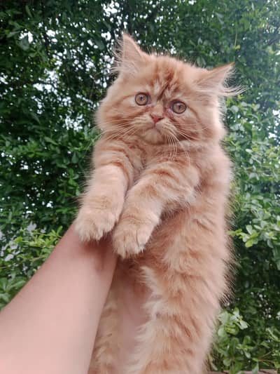 Punch face kitten for sale in lahore triple coated 03234102419