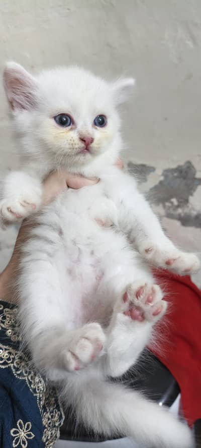 healthy and cute kittens for sale