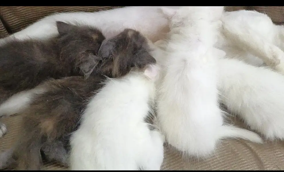 healthy and cute kittens for sale — photo 3