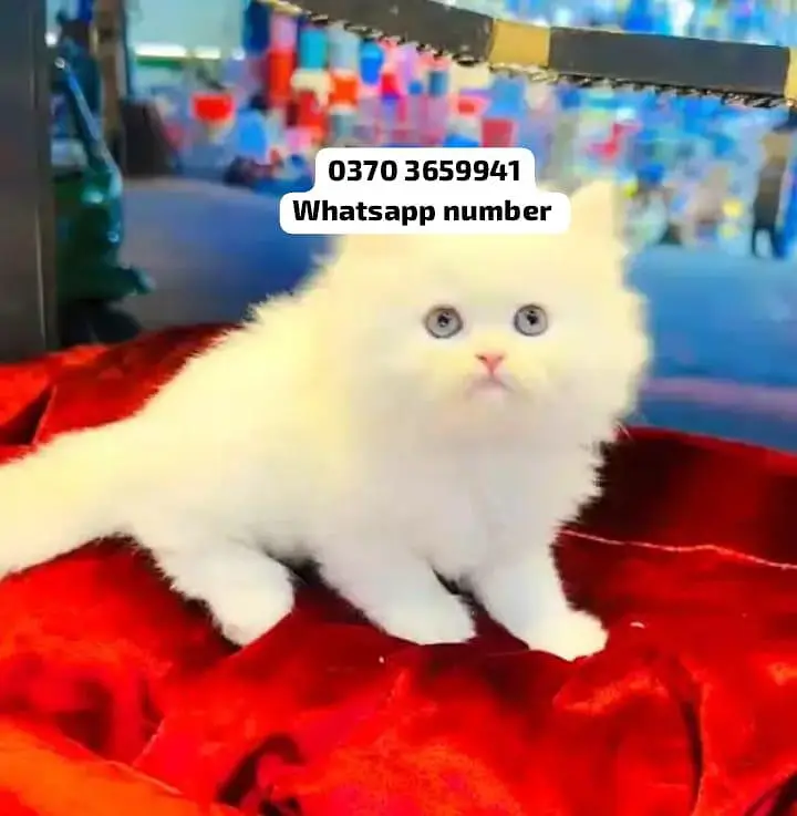 ( Persian Female Kitten ) For sale Contact WhatsApp — photo 2