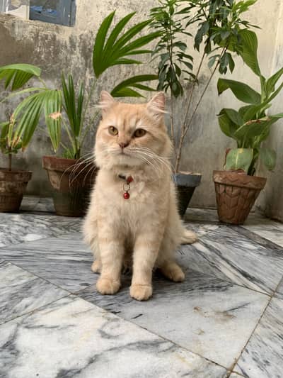 Russain male cat unique colour