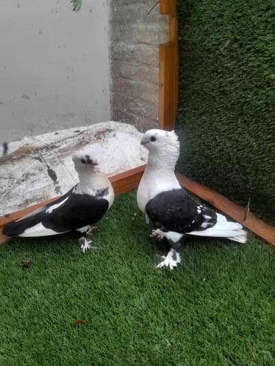sentinent breder pair with chik