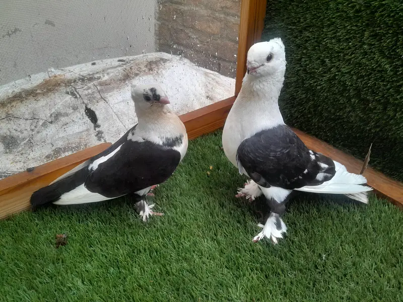 sentinent breder pair with chik — photo 2