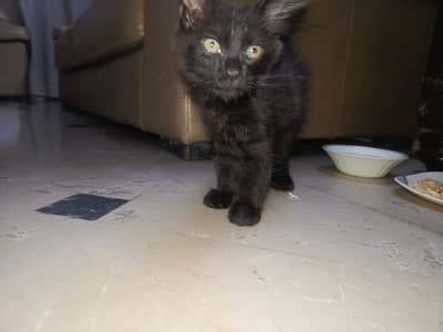 Persian Cat Sale