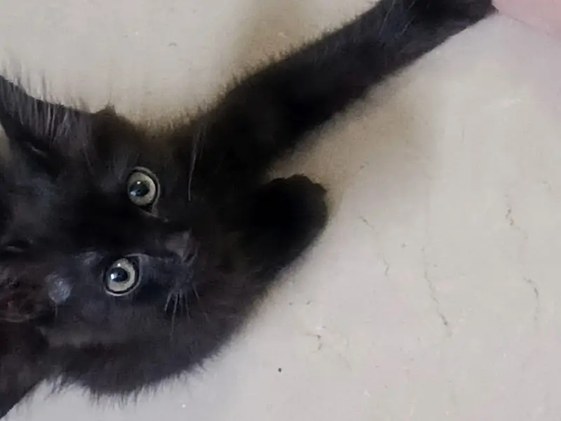Persian Cat Sale — photo 2
