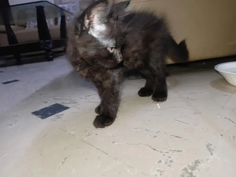 Persian Cat Sale — photo 3