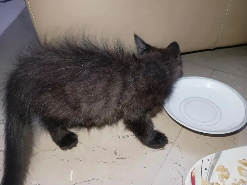 Persian Cat Sale — photo 4