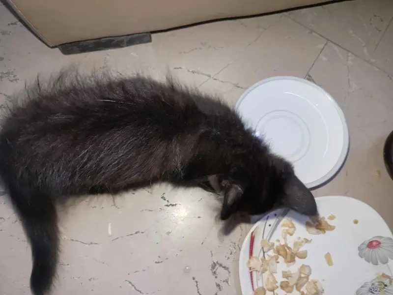 Persian Cat Sale — photo 5