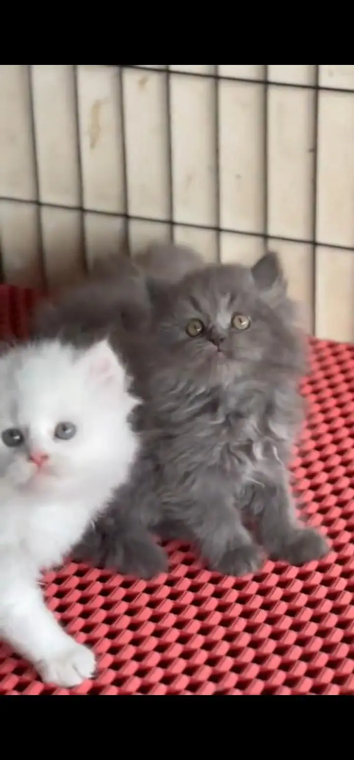 Quality Persian Punch face cat & kittens 03495425573 WhatsApp — photo 3