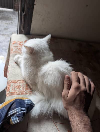 Pure white cat with far hairs