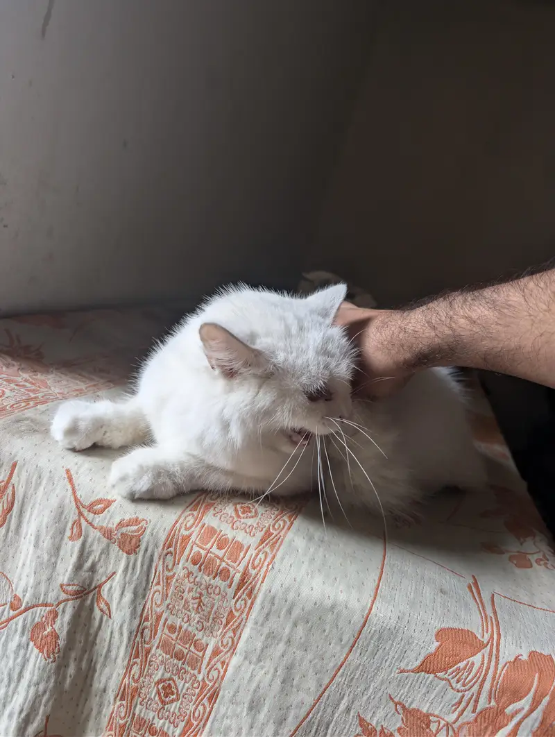 Pure white cat with far hairs — photo 2