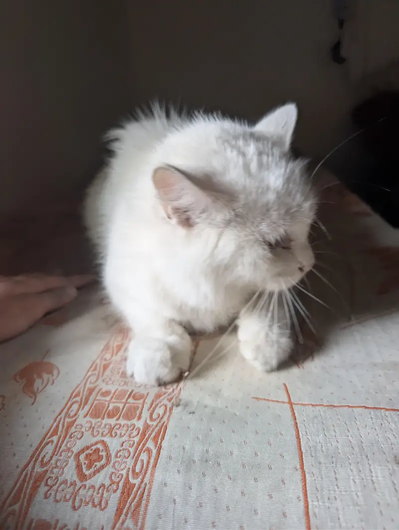 Pure white cat with far hairs — photo 3