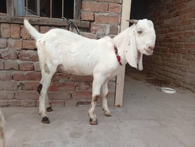 dasi bkry sirf 58000 me