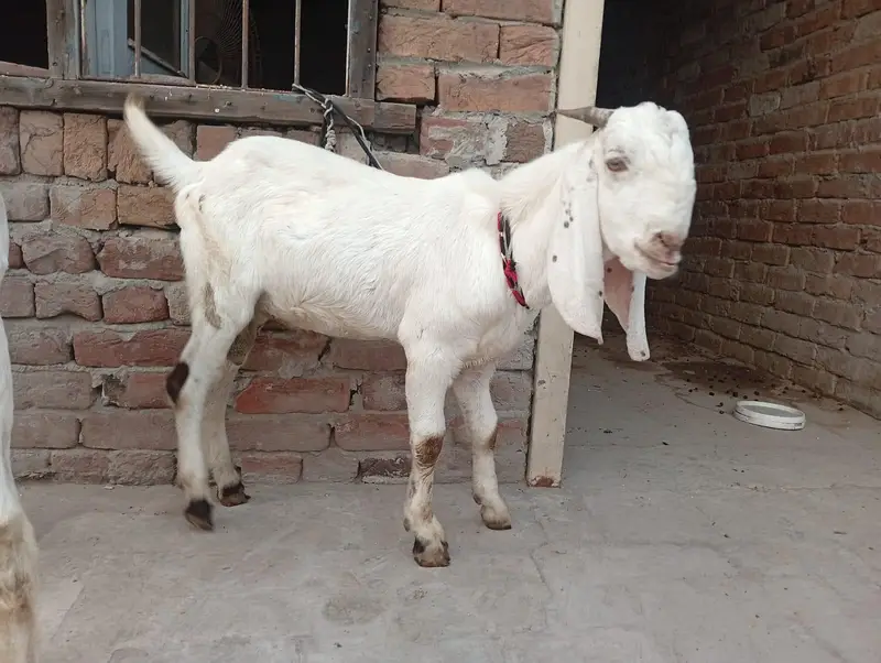 dasi bkry sirf 58000 me 2 bkry — photo 2