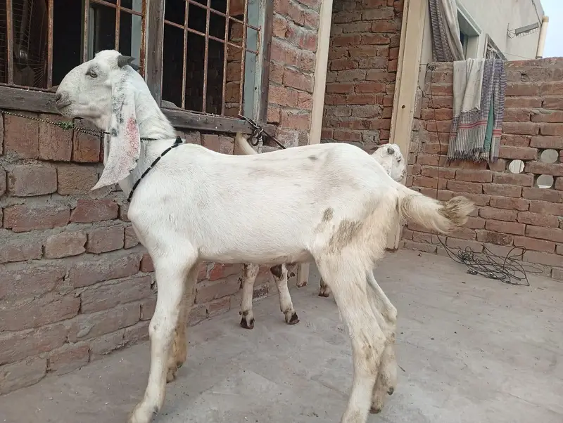dasi bkry sirf 58000 me 2 bkry — photo 3