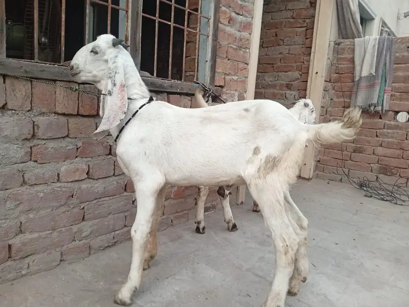 dasi bkry sirf 58000 me 2 bkry — photo 4