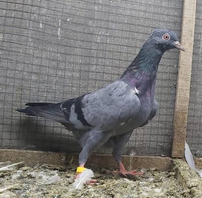Neela Kamagar Rampuri Taddi Pigeons For Sale.