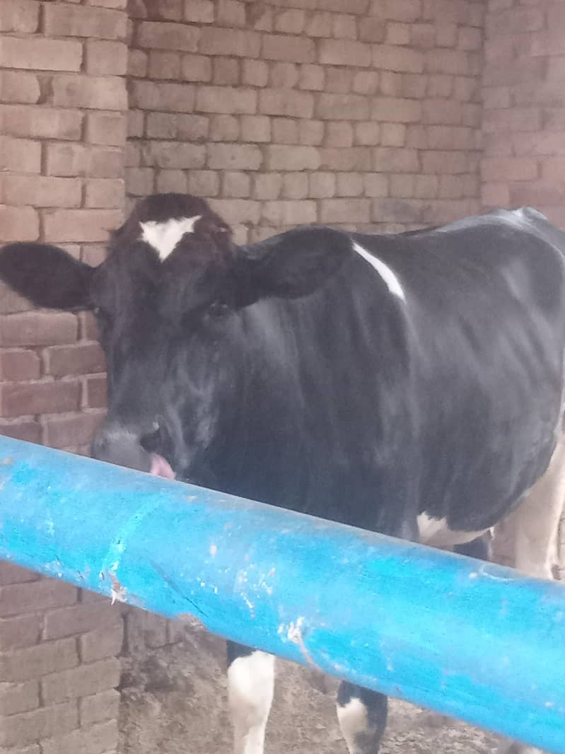 cows 03208300546 3