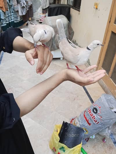Hand tame dove for sell with cage and without cage also