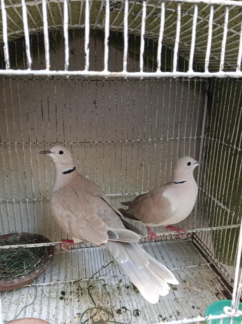 Hand tame dove for sell with cage and without cage also — photo 2