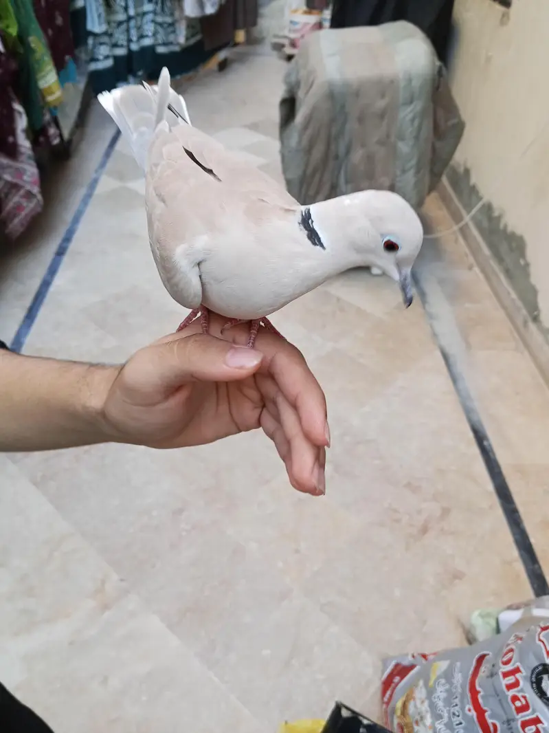 Hand tame dove for sell with cage and without cage also — photo 3