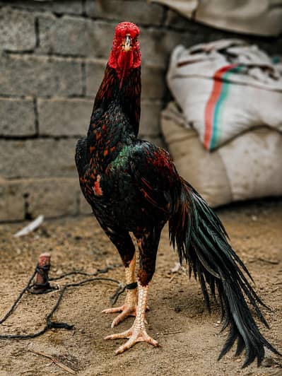 ORIGINAL PARROT BEAK LONG TAIL OFFER PRICE