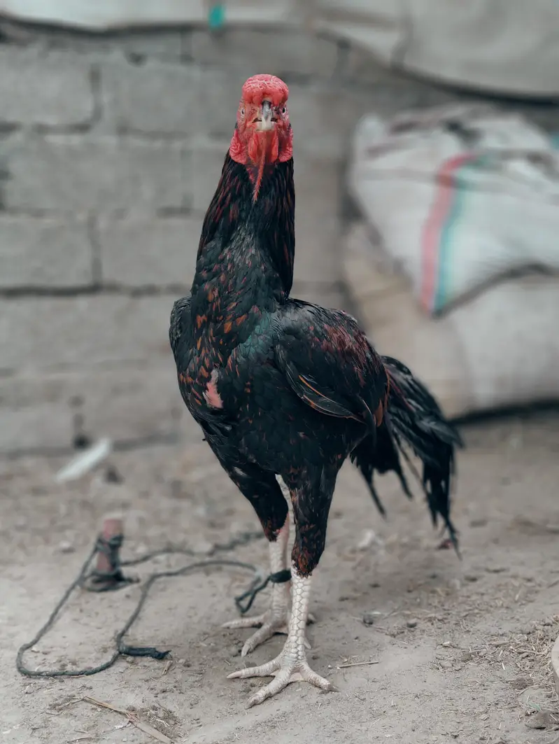ORIGINAL PARROT BEAK LONG TAIL OFFER PRICE — photo 3
