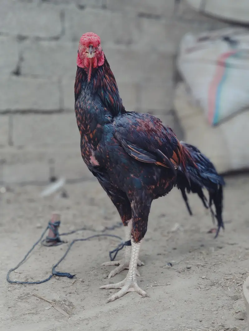 ORIGINAL PARROT BEAK LONG TAIL OFFER PRICE — photo 4
