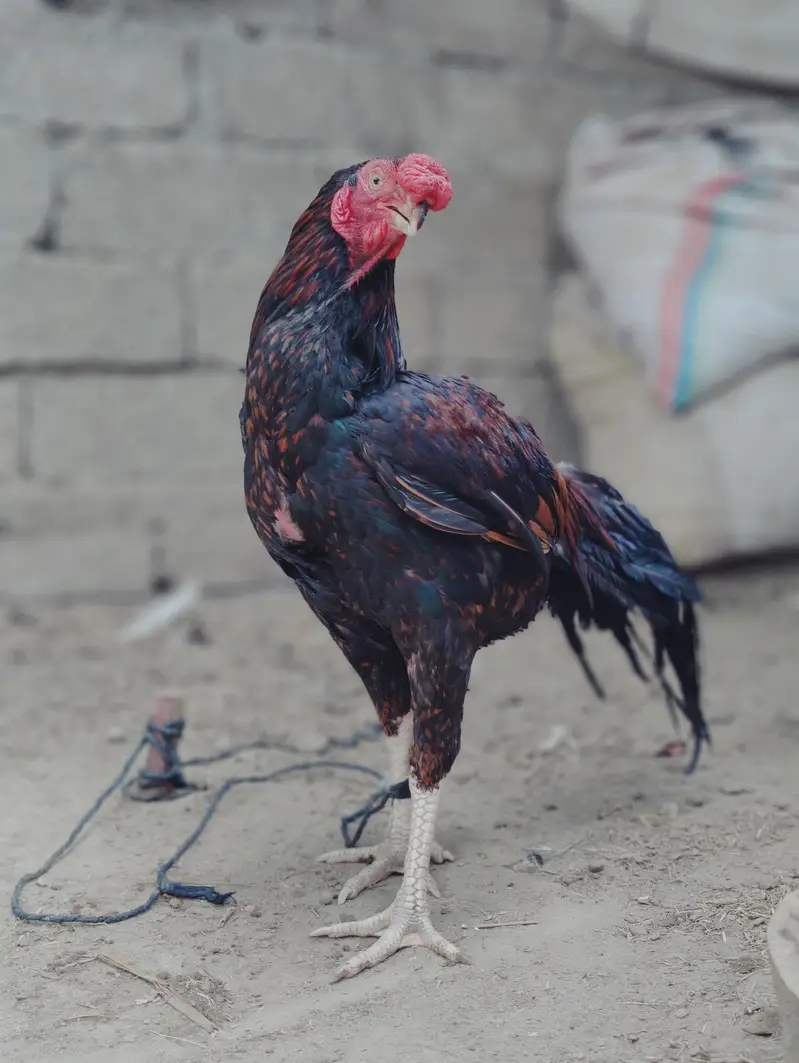 ORIGINAL PARROT BEAK LONG TAIL OFFER PRICE — photo 5