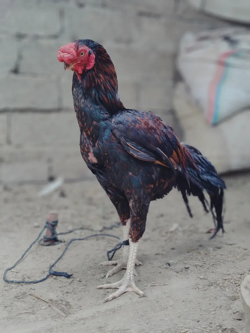 ORIGINAL PARROT BEAK LONG TAIL OFFER PRICE — photo 6