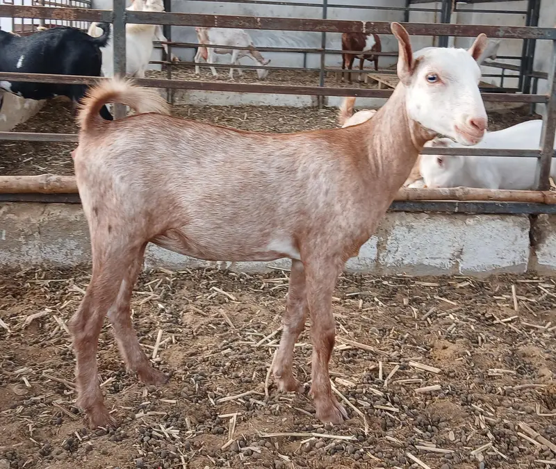 Bakri — photo 2
