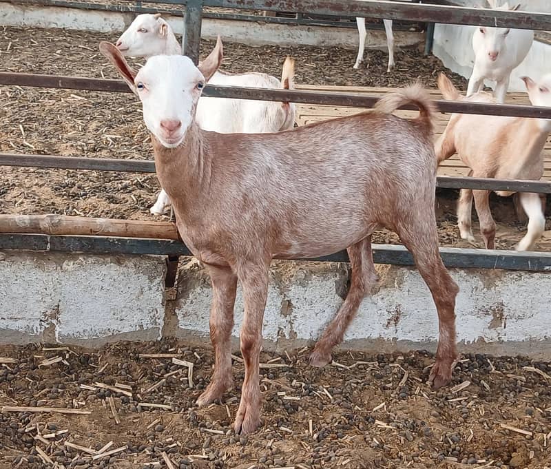 Bakri 2