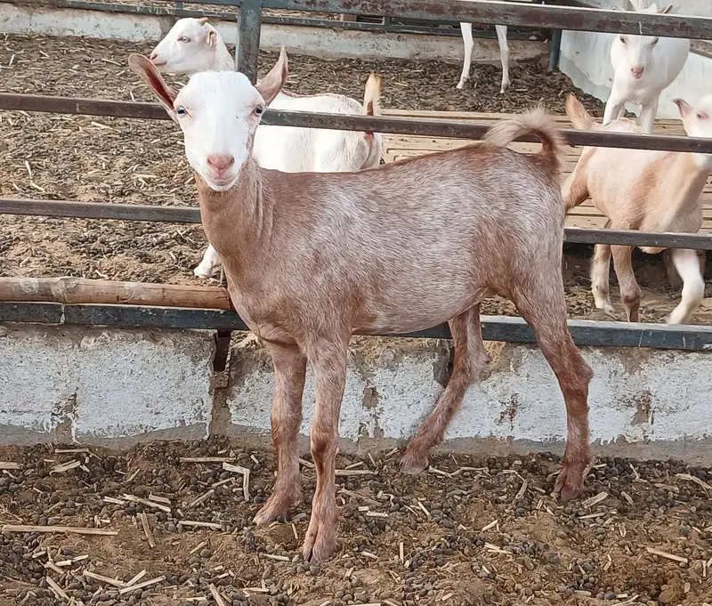 Bakri — photo 3