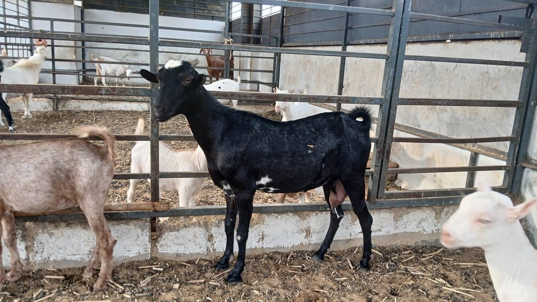 Bakri 3