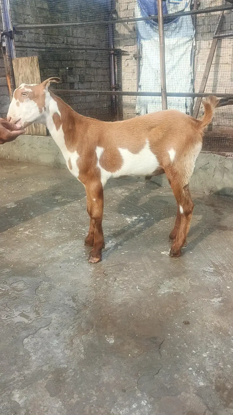 top quality teda bacha — photo 2