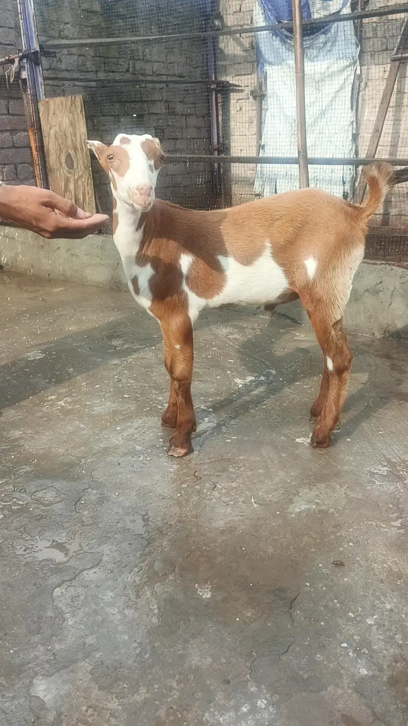 top quality teda bacha — photo 3