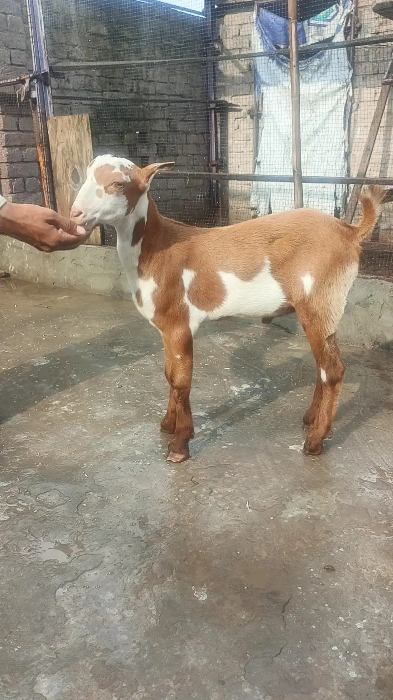 top quality teda bacha — photo 4